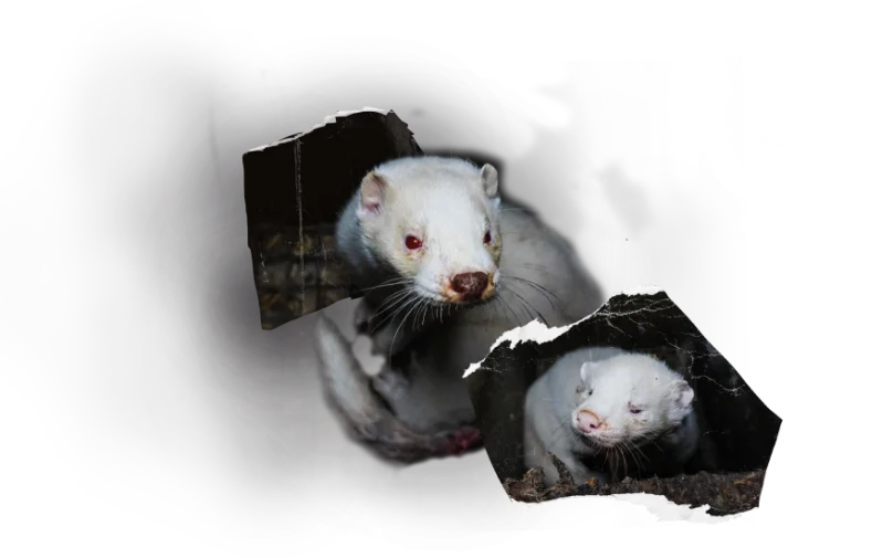Animal